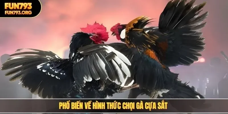 Phổ biến về hình thức chọi gà cựa sắt 